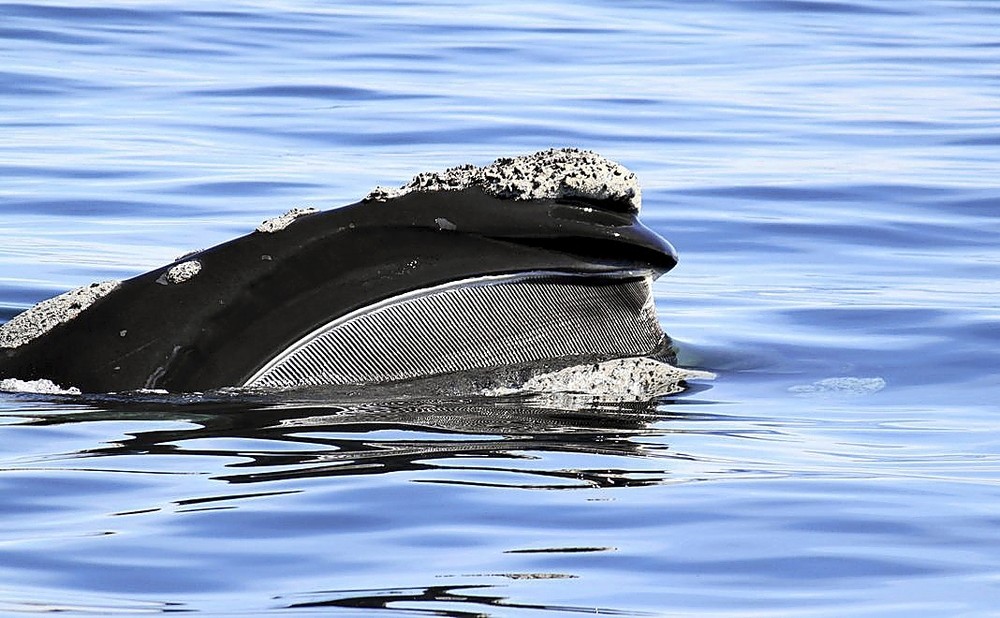 Los gigantes del mar