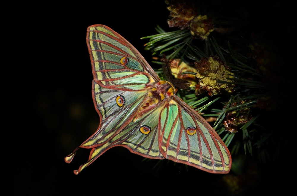 Mariposa Isabelina, una de las joyas de nuestra sierra.