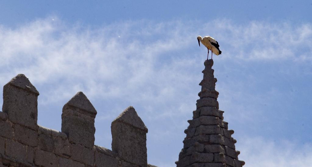 Las aves que nacen en territorio de esta provincia realizan más de 3.000 kilometros, atravesando la península  Ibérica, el  estrecho de Gibraltar, Marruecos y el Sahara, para alcanzar sus zonas de invernada.  / DAVID CASTRO