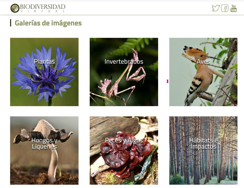 Detalle de la web de Biodiversidadvirtual.org