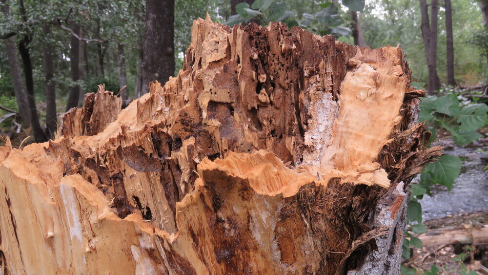 La madera de algunos troncos se muestra pulverizada