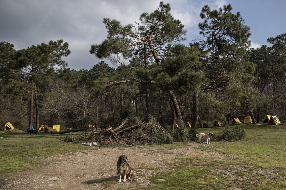 Turkish entrepeneur lives with dozens of animals  / ERDEM SAHIN