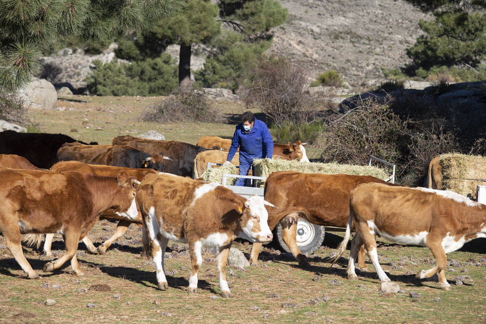 El presidente del partido popular PP, Pablo Casdo, visita una explotación ganadera extensiva de vacuno en la Navas del Marques. Vacas.  / ISABEL GARCÍA