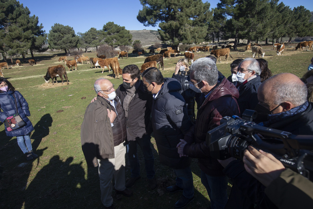 El presidente del partido popular PP, Pablo Casdo, visita una explotación ganadera extensiva de vacuno en la Navas del Marques.  / ISABEL GARCÍA