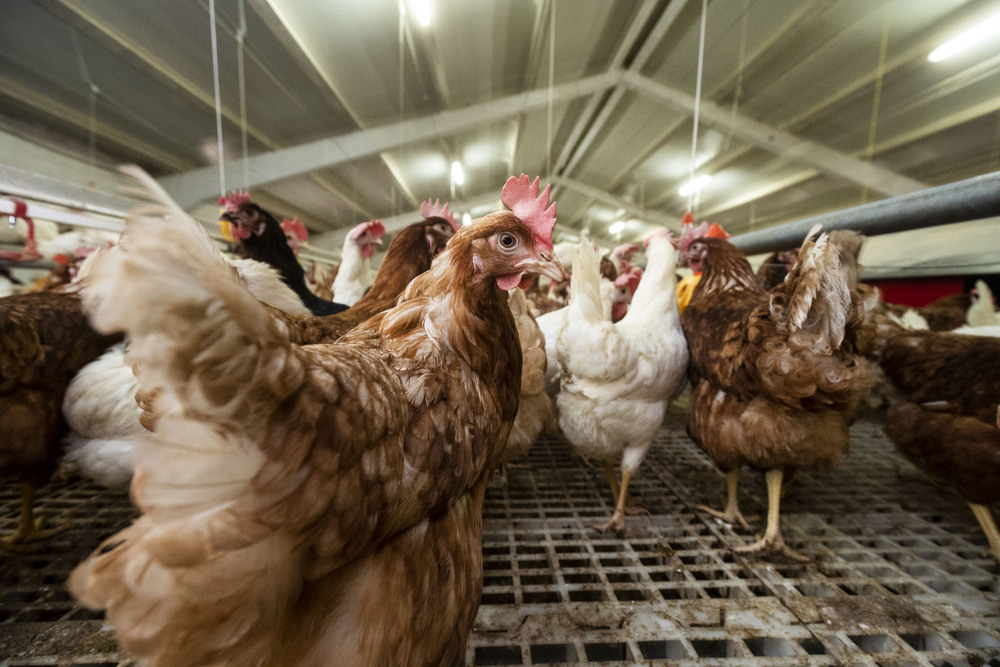 Primer foco de gripe aviar en España