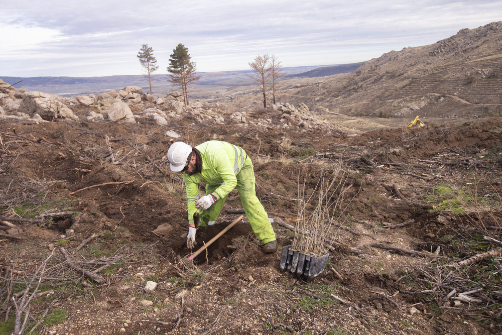 Arranca la restauración de montes tras el incendio de 2021