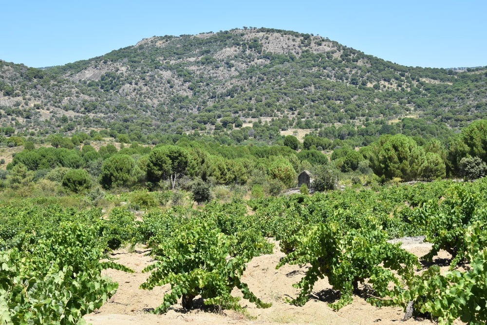 La DOP Cebreros celebra las 500 hectáreas de viñedo inscritas