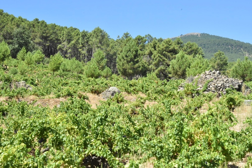 La DOP Cebreros celebra las 500 hectáreas de viñedo inscritas