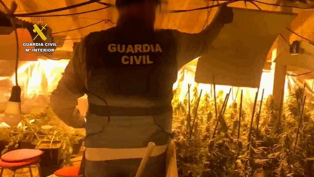 Desmantelado un laboratorio de marihuana en Gutierre Muñoz
