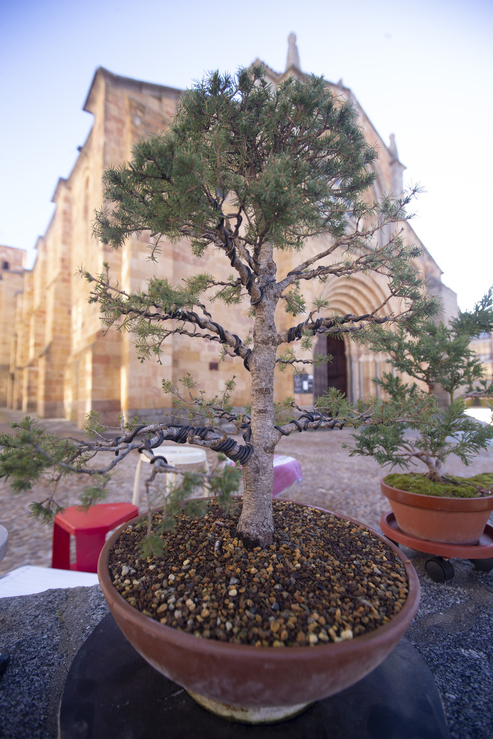 Los aficionados al bonsai exhiben sus creaciones