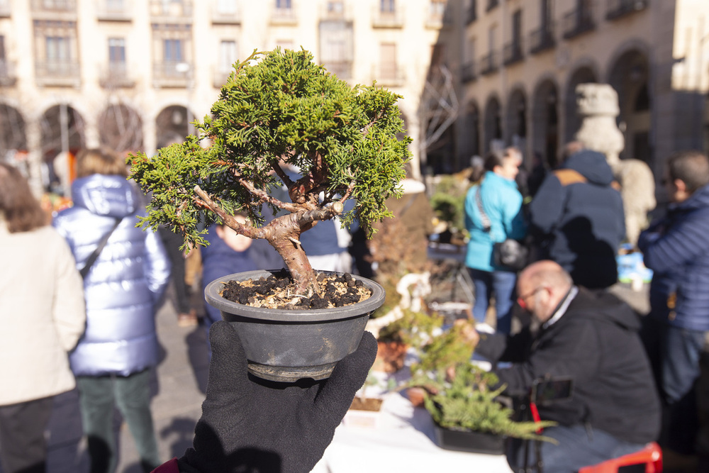 Los aficionados al bonsai exhiben sus creaciones