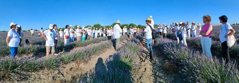 Imágenes de la visita a los campos de lavanda y colmenas de Castellanos de Zapardiel