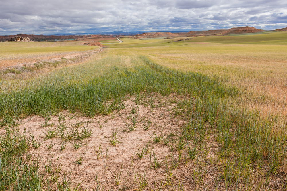 Campos afectados por la sequía en Montuenga (Soria). 