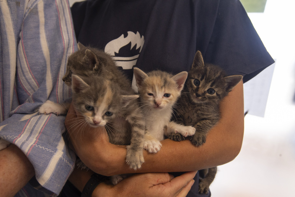 Gatitos abandonados a las puertas del refugio que están a la espera de un hogar. 