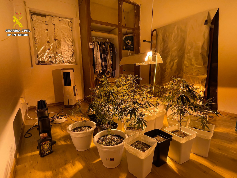 Localizado un cultivo de marihuana en una vivienda en Salobral