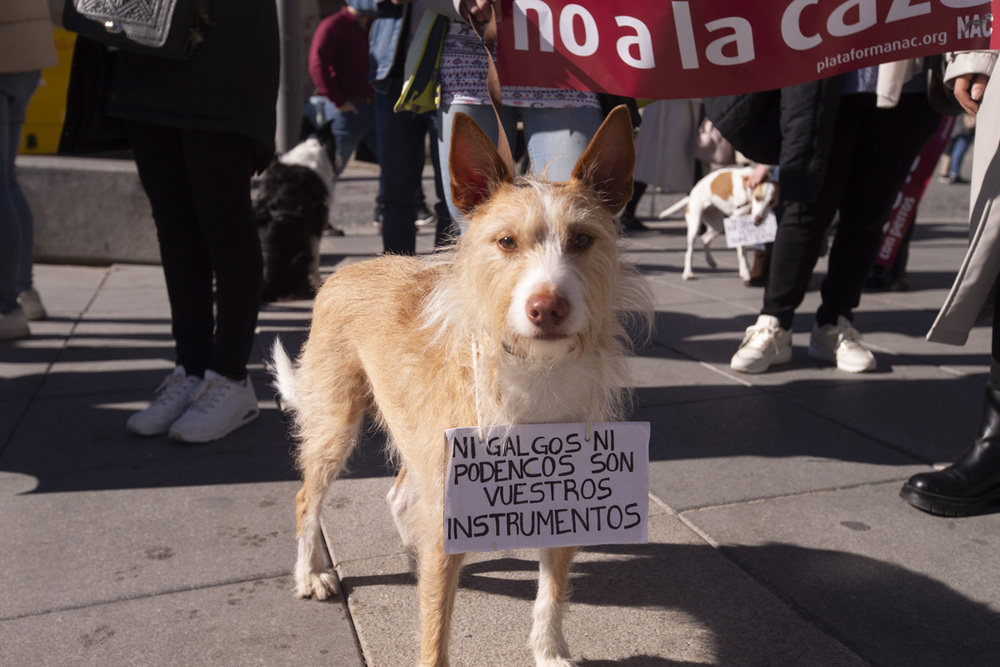 Escaso éxito en Ávila de la manifestación contra la caza