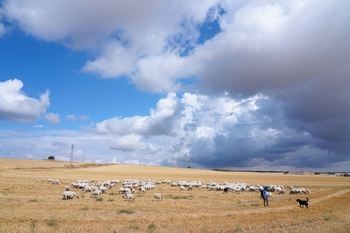 UCCL advierte sobre viabilidad de las explotaciones de ovino
