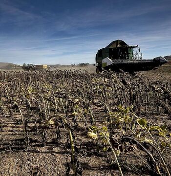 El cambio climático disminuirá un 10% la producción del trigo