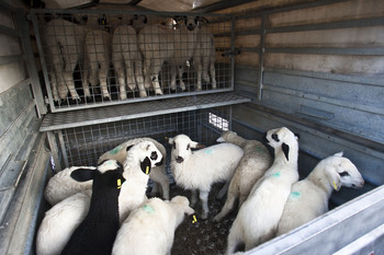 La UE quiere mejorar las condiciones de transporte de ganado