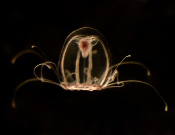 Investigadores españoles revelan el genoma de la medusa inmortal