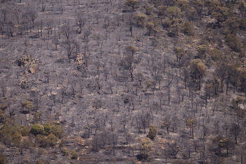 Ávila llega a 114 incendios y 6.500 hectáreas quemadas