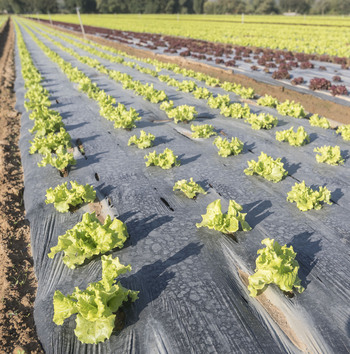 Las hortalizas, una alternativa ante el cambio climático