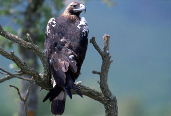 La población reproductora de águila imperial se triplica