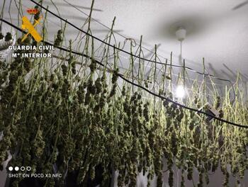 Incautadas 281 plantas de marihuana en Casavieja
