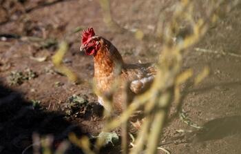 La OMS confirma dos casos de gripe aviar en humanos en España