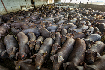 La Junta impone 58 multas a macrogranjas porcinas en 7 años