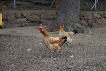 La gripe aviar amenaza las exportaciones del sector avícola