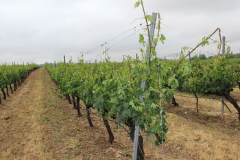Agroseguro abonará 11,4 millones por daños en uva de vino