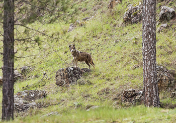 Unanimidad para que la Junta realice un estudio del lobo