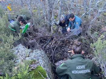 Investigan el envenenamiento de un oso pardo en Palencia