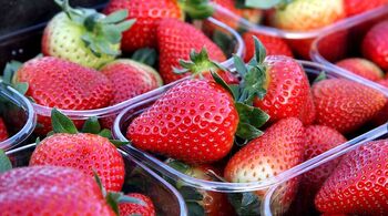 Los productores de fresas piden a Planas que salga en su defensa
