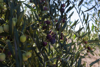 Nuevas variedades de olivo son resistentes a la verticilosis