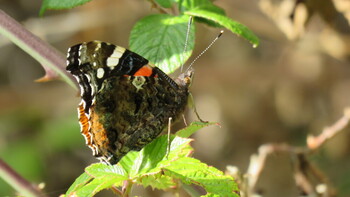 “Migratio”: Para conocer mejor las mariposas migradoras