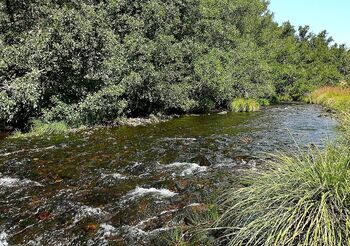 Nuevo programa para proteger el mejillón de río