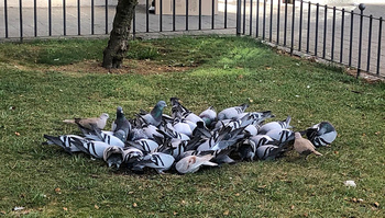Concentración de palomas en la plaza de Santa Ana