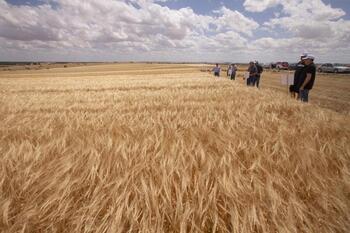 UPA-COAG alerta del trigo y el maíz procedente de Ucrania
